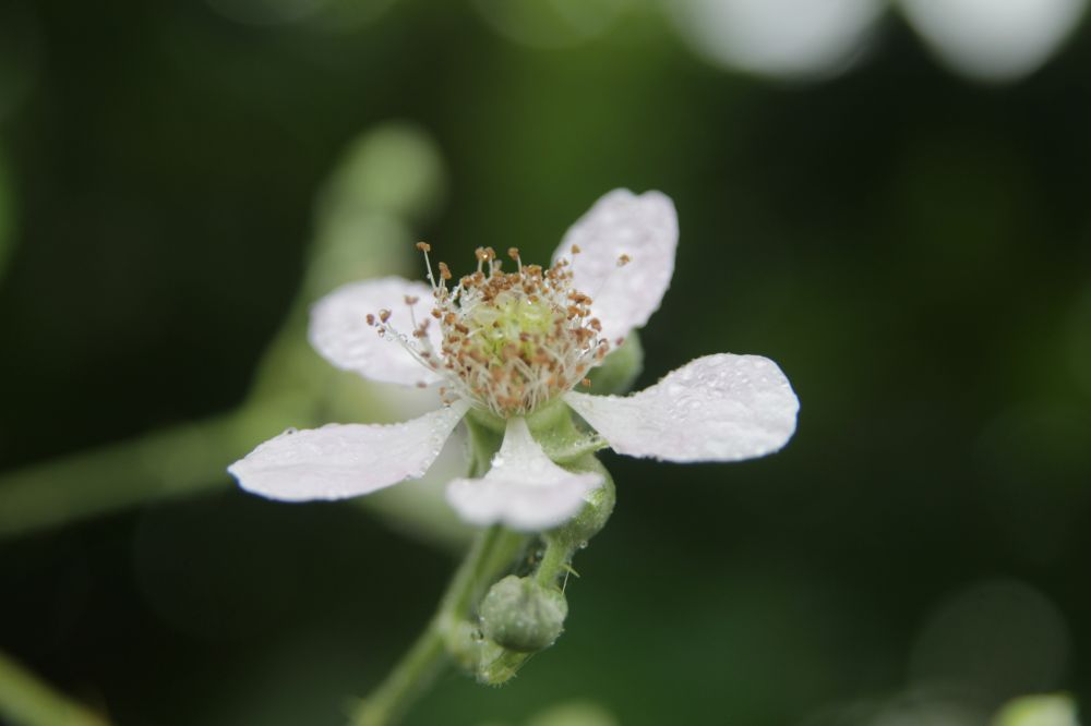 Rubus armeniacus Focke, 1874